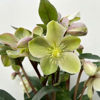 Lenzrose 'ViV® Valeria', cremeweiß, Topf-Ø 15 cm, 2 Pflanzen Lenzrose 'ViV® Valeria', cremeweiß, Topf-Ø 15 cm, 2 Pflanzen