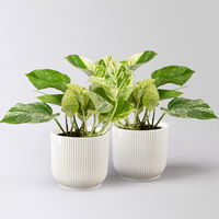 Efeutute 'Marble Queen', Topf-Ø 12 cm, inkl. Übertopf Vibes weiß, 2 Pflanzen