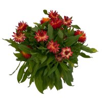 Strohblume, 6er-Set, rot, Topf 12 cm Ø