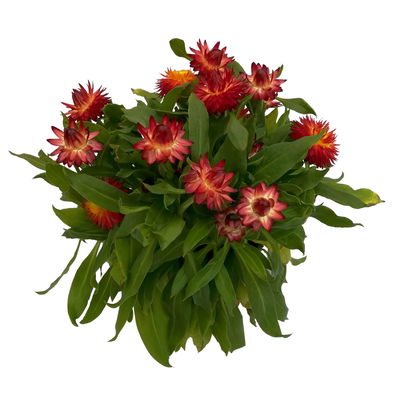 Strohblume rot, Topf- Ø 12 cm, 6 Stück