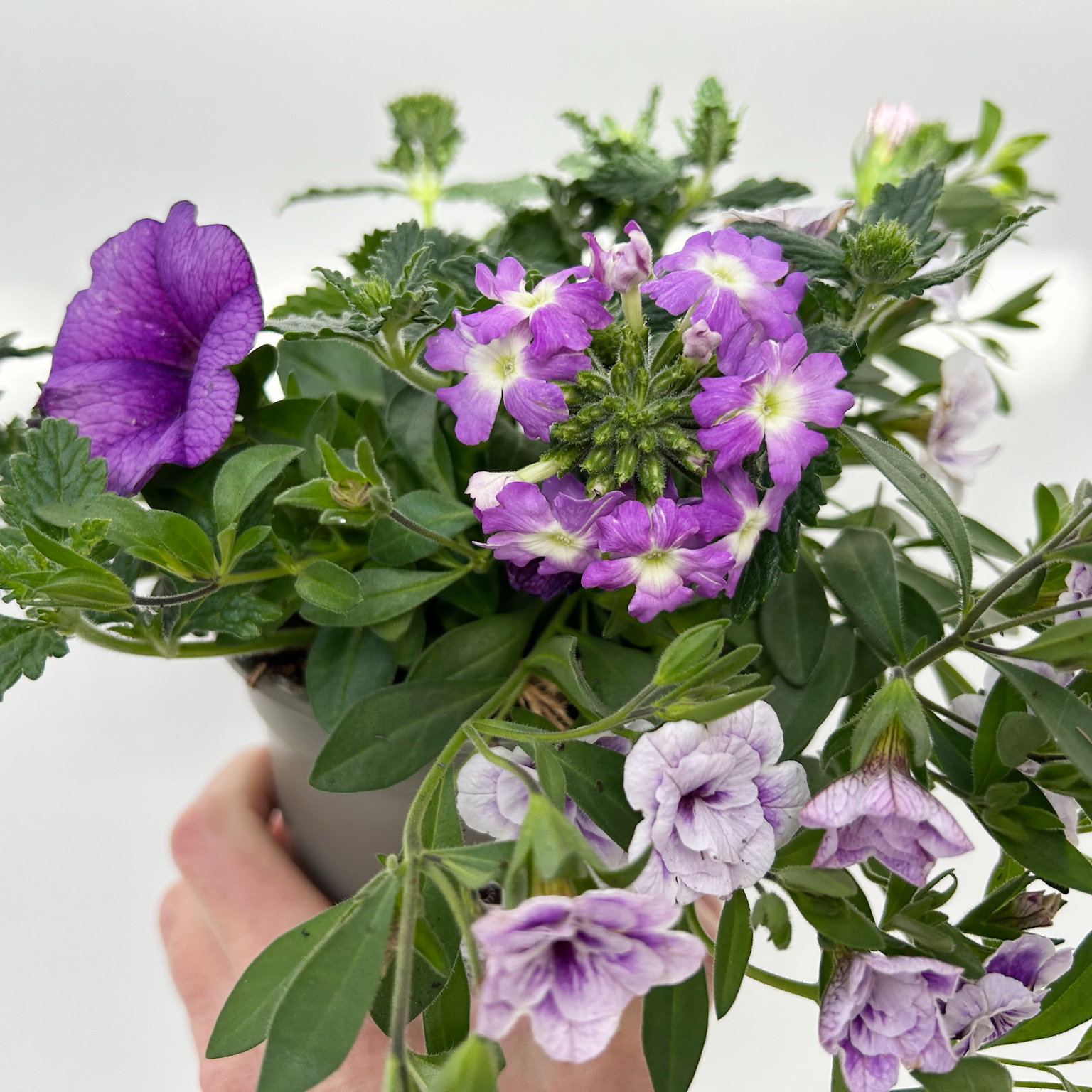 Beet- und Balkonpflanzen-Mix, flieder-lila, Topf-Ø 13 cm, 6 Pflanzen