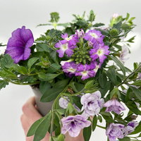 Beet- und Balkonpflanzen-Mix, flieder-lila, Topf-Ø 13 cm, 6 Pflanzen