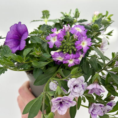Beet- und Balkonpflanzen-Mix, flieder-lila, Topf-Ø 13 cm, 6 Pflanzen
