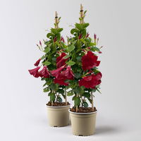 Dipladenie, dunkelrot, Pyramide, Topf-Ø 17 cm, Höhe ca.70 cm, 2 Pflanzen