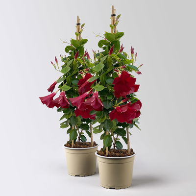 Dipladenie, dunkelrot, Pyramide, Topf-Ø 17 cm, Höhe ca.70 cm, 2 Pflanzen