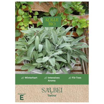 Kölle Bio Kräutersamen, Salbei 'Salina'