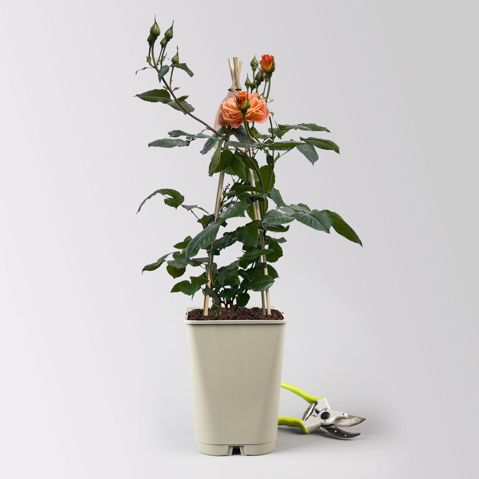 Beetrose 'Westzeit®' orange-apricot, Topf 5 Liter, 4 Pflanzen
