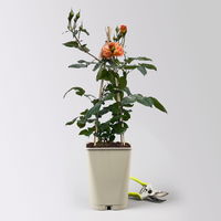Beetrose 'Westzeit®' orange-apricot, Topf 5 Liter, 4 Pflanzen