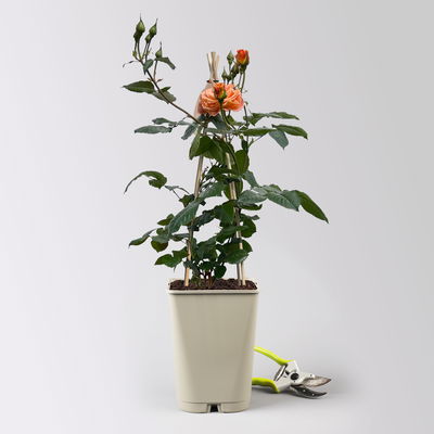 Beetrose 'Westzeit®' orange-apricot, Topf 5 Liter, 4 Pflanzen Beetrose 'Westzeit®' orange-apricot, Topf 5 Liter, 4 Pflanzen