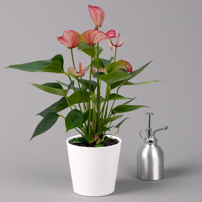 Flamingoblume 'Livium Red' rot-weiß gestreift, inkl. Übertopf Dallas weiß