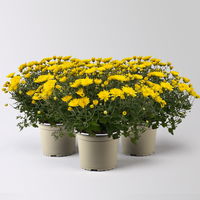 Chrysanthemen-Busch, gelb, Topf-Ø 19 cm, 3er-Set