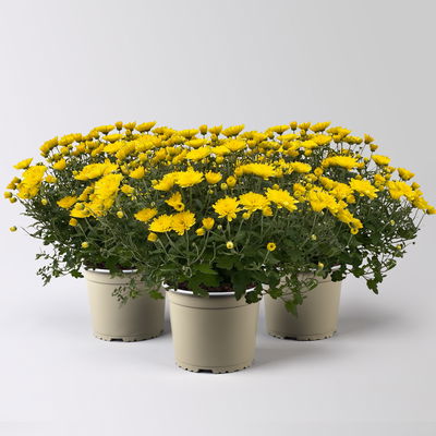 Chrysanthemen, gelb, Topf-Ø 19 cm, 3 Pflanzen Chrysanthemen, gelb, Topf-Ø 19 cm, 3 Pflanzen