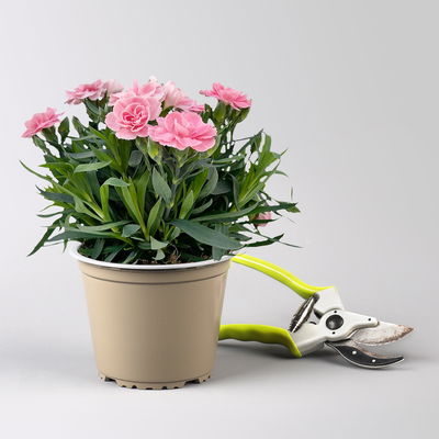 Nelke 'Oscar®', Farbe zufällig, Topf-Ø 14 cm, 4 Pflanzen