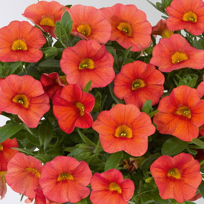 Pflanzenkreation 'Tequila Sunrise', 12 Pflanzen inkl. Erde und Dünger