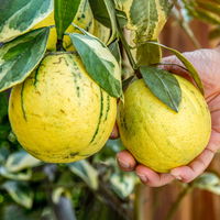 Orangenbaum 'Variegata', Stamm, Topf-Ø ca. 20 cm