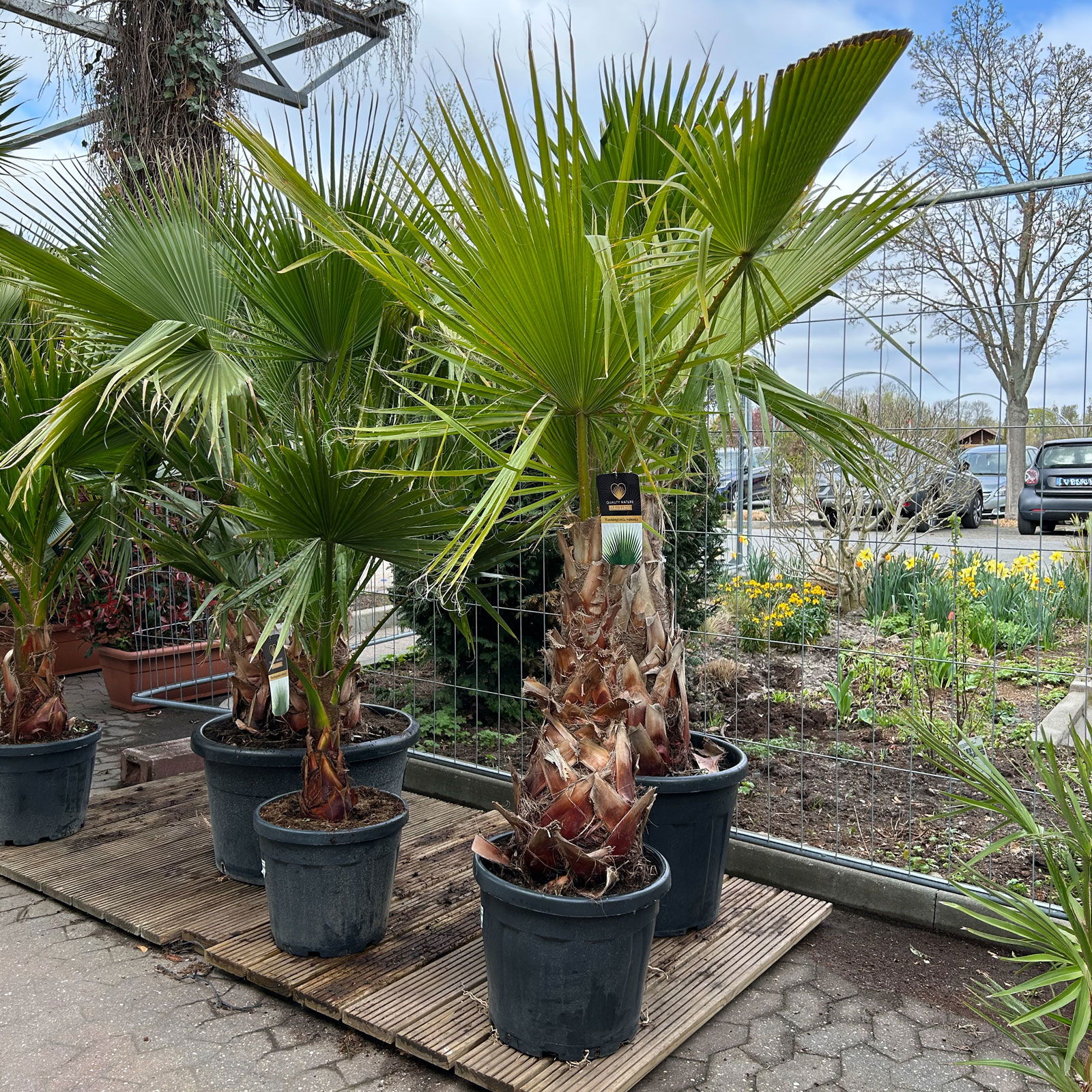 Washingtonia robusta, Stamm, Topf 65 Liter, Höhe ca. 180-200 cm