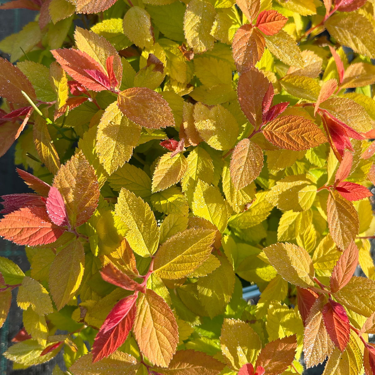 Goldorange Japanspiere 'Double Play®Big Bang', Spiraea japonica, Topf 5 Liter