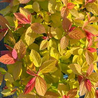 Goldorange Japanspiere 'Double Play®Big Bang', Spiraea japonica, Topf 5 Liter