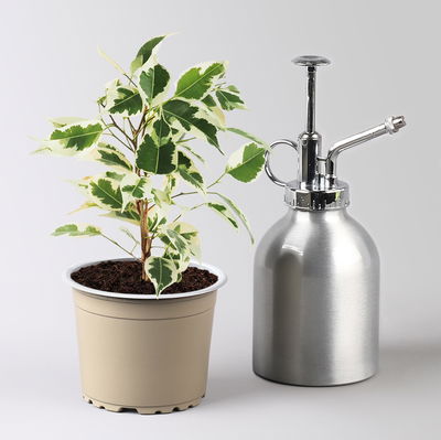 Grünpflanzenset für Grüne Wand, bunter Mix, Topf-Ø 8,5 cm, 12 Pflanzen