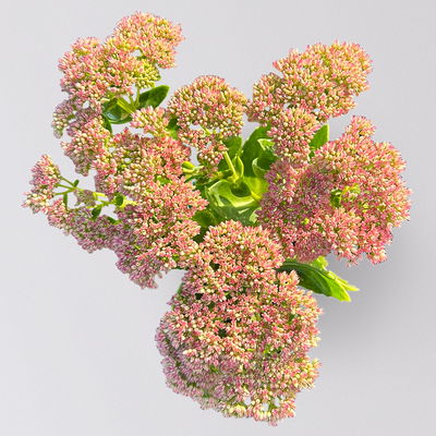 Garten-Fetthenne 'Herbstfreude' rosa, Topf 11x11 cm, 3 Pflanzen