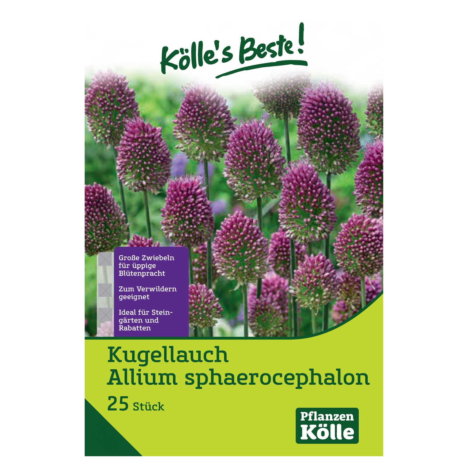 Allium Sphaerocephalon (Kaukasischer Kugellauch) purpur-rot, 25 Blumenzwiebeln