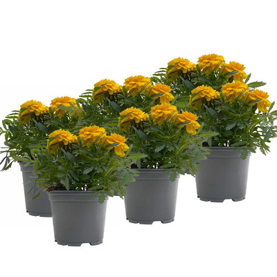 Tagetes, gelb, Topf-Ø 12 cm, 6 Pflanzen