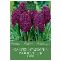 Garten-Hyazinthen 'Woodstock', rot, 5 Blumenzwiebeln
