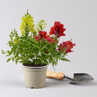 Löwenmaul, Antirrhinum majus 'Trio', Topf 12 cm Löwenmaul, Antirrhinum majus 'Trio', Topf 12 cm