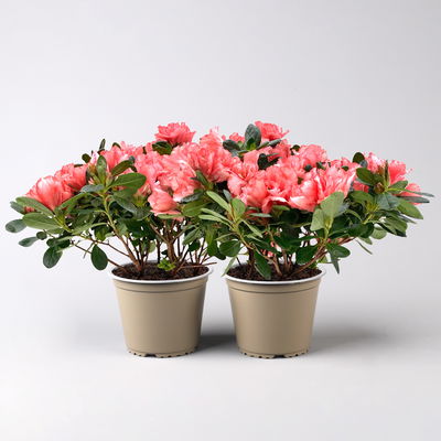 Azalee Hortinno® 'Christine Magic', lachs, Topf-Ø 13 cm, 2 Pflanzen Azalee Hortinno® 'Christine Magic', lachs, Topf-Ø 13 cm, 2 Pflanzen