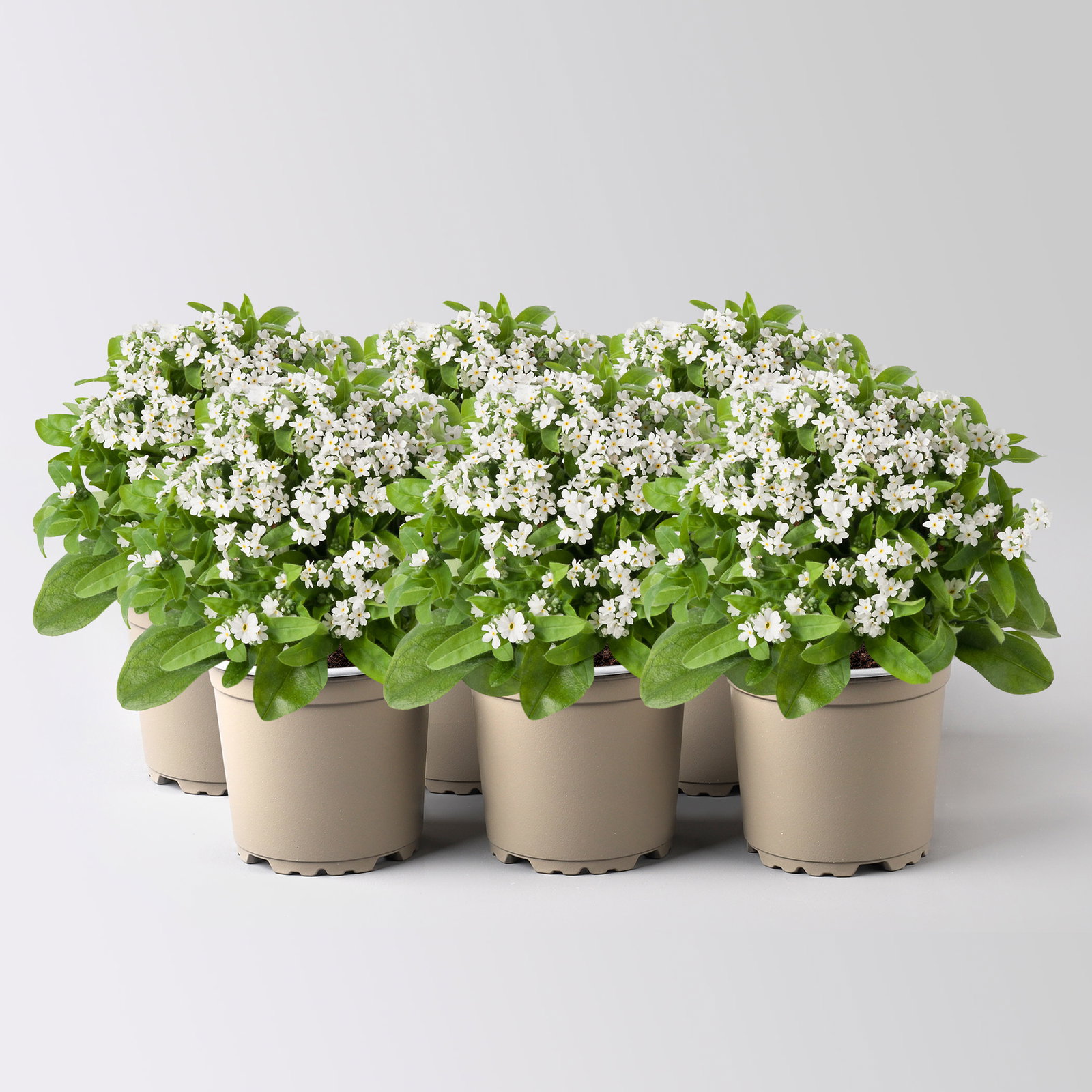Vergissmeinnicht, weiß, Topf-Ø 10,5 cm, 6 Pflanzen