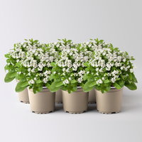 Vergissmeinnicht, weiß, Topf-Ø 10,5 cm, 6 Pflanzen