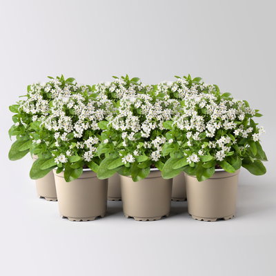 Vergissmeinnicht, weiß, Topf-Ø 10,5 cm, 6 Pflanzen