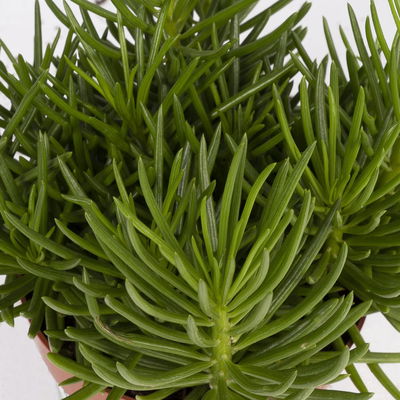 Senecio, verschiedene Arten nach Verfügbarkeit, Topf-Ø 12 cm, 3er-Set