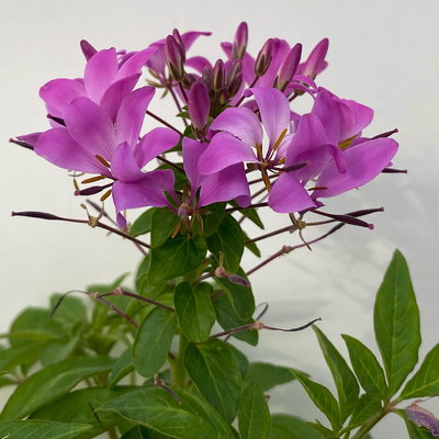 Spinnenblume, rosa-lila, Topf-Ø 13 cm, 6er-Set