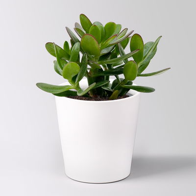 Grünpflanzenkreation 'Einsteiger-Mix', Topf-Ø 12cm + Übertopf Dallas, 4 Pflanzen