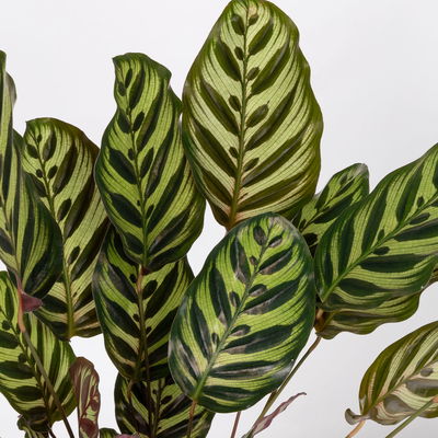 Korbmarante, Goeppertia makoyana syn. Calathea, Topf-Ø 17 cm, Höhe ca. 45 cm