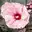Blüte Staudenhibiskus roseStaudenhibiskus rosa