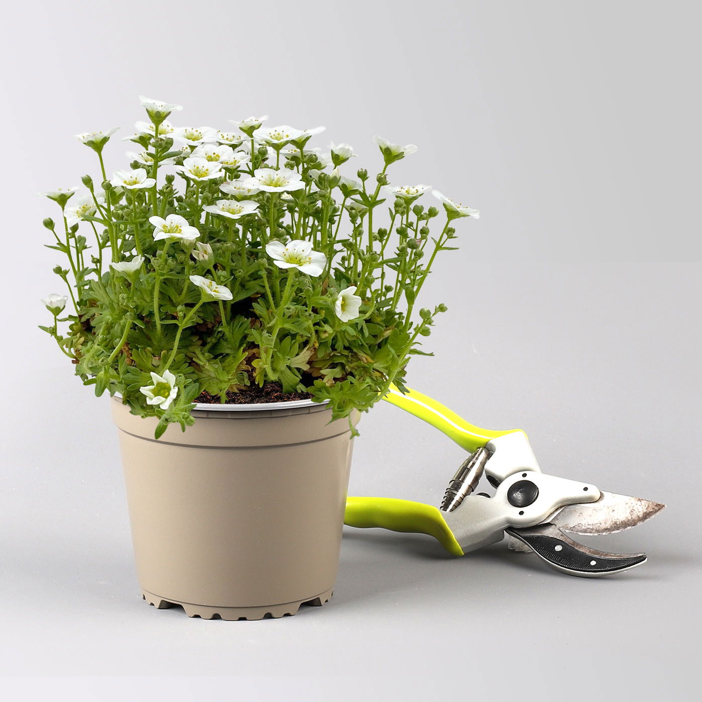 Pflanzenkreation Frühlingsmagie, 5 Pflanzen inkl. Erde und Dünger Pflanzenkreation Frühlingsmagie, 5 Pflanzen inkl. Erde und Dünger