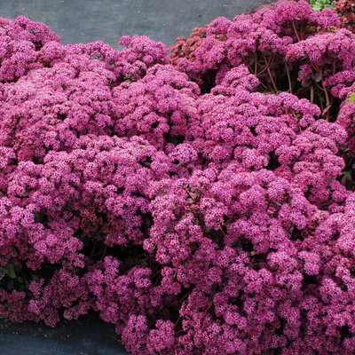 Fetthenne rosa-pink, Topf Ø 12 cm, 3 Pflanzen