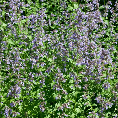 Bio Katzenminze 'Blue Danube' blau, Topf 9x9 cm, 3 Pflanzen Bio Katzenminze 'Blue Danube' blau, Topf 9x9 cm, 3 Pflanzen