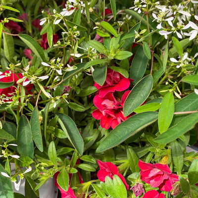 Zauberglöckchen-Schneewolke rot/weiß, Topf-Ø 13 cm, 6 Pflanzen Zauberglöckchen-Schneewolke rot/weiß, Topf-Ø 13 cm, 6 Pflanzen