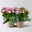 Kalanchoe 'Queen'®, rosa, Topf-Ø 14 cm, 2 Pflanzen Kalanchoe 'Queen'®, rosa, Topf-Ø 14 cm, 2 Pflanzen