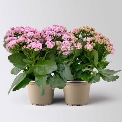 Kalanchoe 'Queen'®, rosa, Topf-Ø 14 cm, 2 Pflanzen
