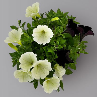 Petunien 'Duo' schwarz & weiß/hellzartgelb, hängend, Topf-Ø 14 cm, 4er-Set Petunien 'Duo' schwarz & weiß/hellzartgelb, hängend, Topf-Ø 14 cm, 4er-Set
