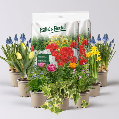 Pflanzenkreation Bunter Frühling, 9 Pflanzen inkl. Erde