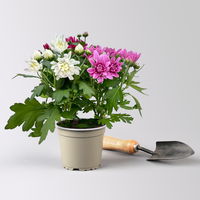 Pflanzenkreation Spätsommer-Zeit lila-pink, 8 Pflanzen inkl. Erde & Dünger