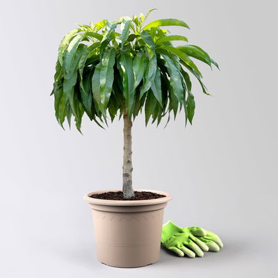 Kölle Bio Zwergpfirsich 'Diamond'® ZaipeviⓈ, Topf 7,5 Liter Kölle Bio Zwergpfirsich 'Diamond'® ZaipeviⓈ, Topf 7,5 Liter