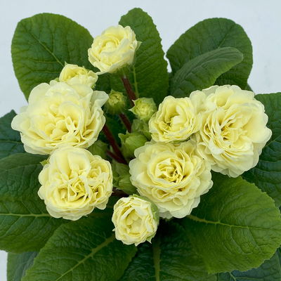 Primel 'Belarina', creme, Topf-Ø 12 cm, 6 Pflanzen