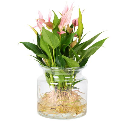 Anthurie 'Water Roots' rosa, Sorte 'Lilli', in Glasvase 12cm Ø, ohne Erde Anthurie 'Water Roots' rosa, Sorte 'Lilli', in Glasvase 12cm Ø, ohne Erde