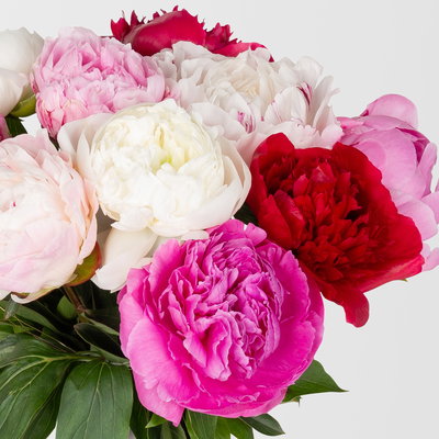 10 Pfingstrosen, rot, rosa & weiß